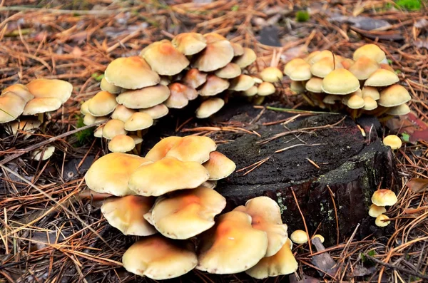 Wiele grzybów rosnących na pniu drzewa — Zdjęcie stockowe