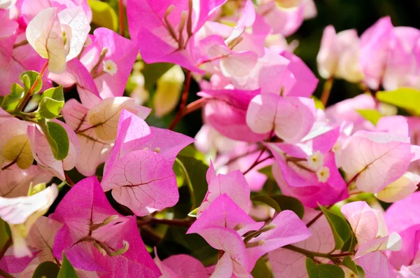 Розовые цветы и листья крупным планом — стоковое фото