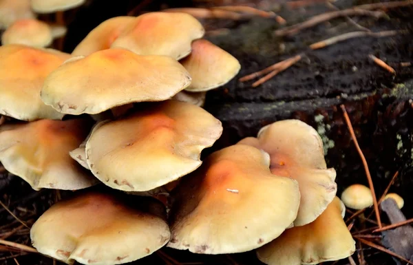 Las setas que crecen en el tronco del árbol el primer plano — Foto de Stock