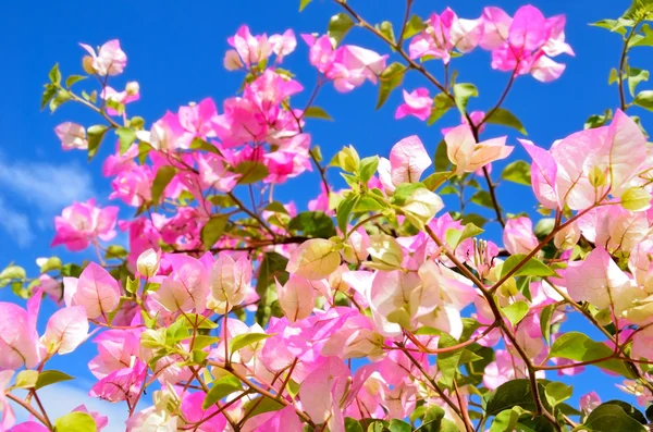 Pink flowers on a background of the sky — Stock Photo, Image