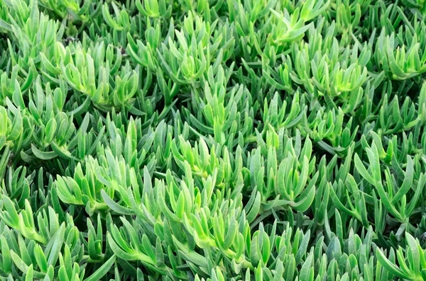 Green plant closeup on a full background — Stock Photo, Image