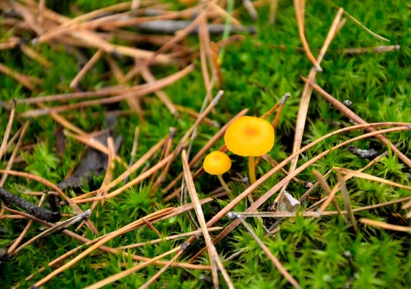Dos hongos amarillos creciendo en un musgo verde — Foto de Stock