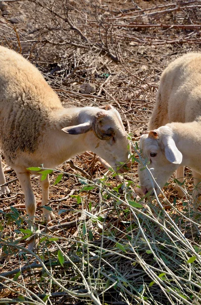 Due pecore pascolano le foglie verticali — Foto Stock