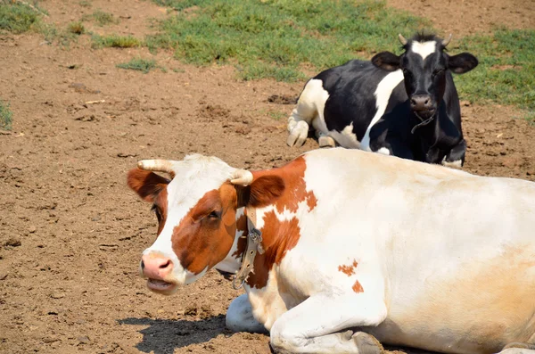 Dos vacas yacen en el suelo — Foto de Stock