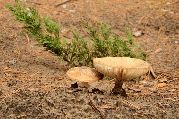 Dos hongos crecen en suelo arenoso — Foto de Stock