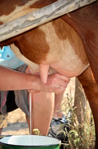 Úbere de vaca durante a ordenha — Fotografia de Stock