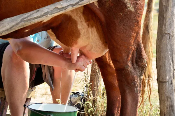 Lechera ordeño una vaca primer plano horizontal —  Fotos de Stock