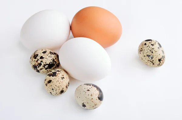 Quail, white, brown eggs on the light background — Stock Photo, Image