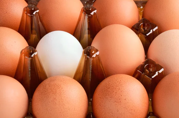 Brown and one white eggs in tray horizontal — Stock Photo, Image