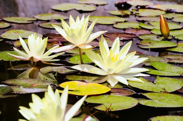 Top view yellow lotus flowers, bud and leaves in the pond — Stock Photo, Image