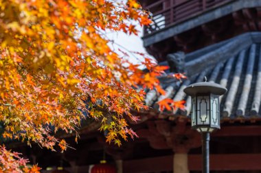 Akçaağaç yapraklı güzel sonbahar arkaplanı güneşli bir günde Çin 'de kırmızı sarı turuncu renkler bırakır.