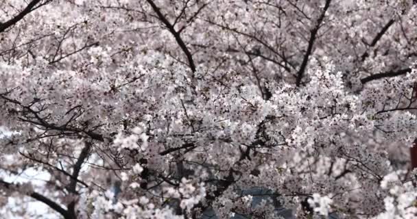 Fioritura ramo ciliegio con fiori bianchi al parco primaverile in Cina o in Giappone nella giornata di sole. Concentrazione selettiva. 4k rallentatore — Video Stock