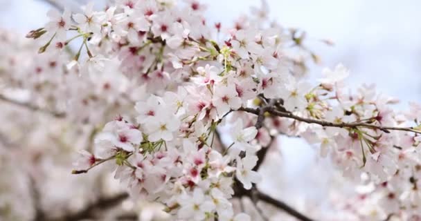 Fioritura ramo ciliegio con fiori bianchi al parco primaverile in Cina o in Giappone nella giornata di sole. Concentrazione selettiva. 4k rallentatore — Video Stock