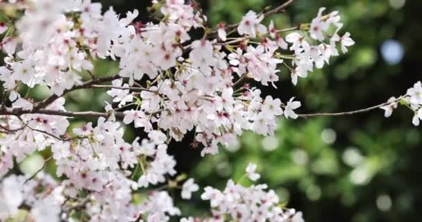 Floreciente rama de cerezo con flores blancas en el parque de primavera en China o Japón en el día soleado. Enfoque selectivo. 4k cámara lenta — Vídeos de Stock