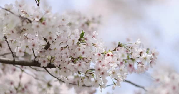 Kvetoucí třešňová větev s bílými květy v jarním parku v Číně nebo Japonsku za slunečného dne. Selektivní soustředění. 4k Zpomalený pohyb — Stock video
