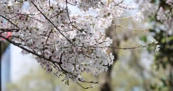 Floreciente rama de cerezo con flores blancas en el parque de primavera en China o Japón en el día soleado. Enfoque selectivo. 4k cámara lenta — Vídeo de stock