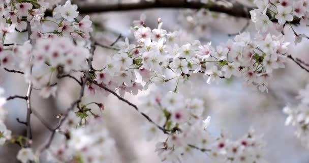 Kwitnąca gałąź wiśni z białymi kwiatami w wiosennym parku w Chinach lub Japonii w słoneczny dzień. Wybiórcze skupienie. 4k Zwolniony ruch — Wideo stockowe