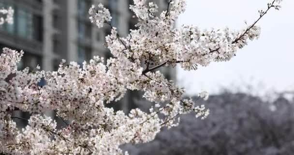 Fioritura ramo ciliegio con fiori bianchi al parco primaverile in Cina o in Giappone nella giornata di sole. Concentrazione selettiva. 4k rallentatore — Video Stock