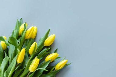 Gri arkaplandaki sarı lalelerden görüntüyü al. 8 Mart, Kadınlar Günü için Model. Düz yatış stili, üst görünüm, şablon, genel giderler. Tebrik kartı