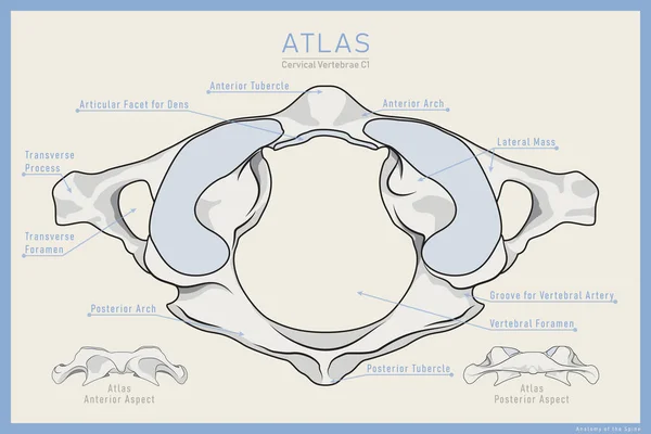 Aqui Mostrada Primeira Vértebra Cervical Atlas Anterior Posterior Vista Superior — Vetor de Stock