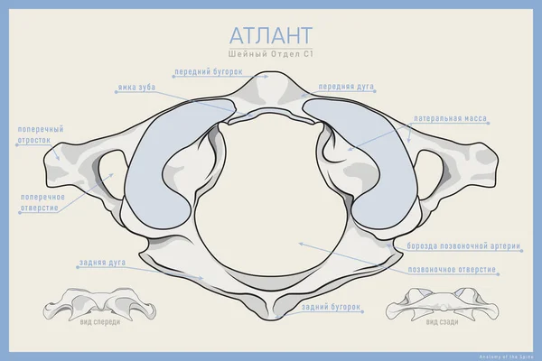 Aqui Mostrada Primeira Vértebra Cervical Atlas Anterior Posterior Vista Superior — Vetor de Stock
