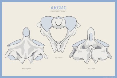 İkinci servikal omurun anatomisi. C2 ekseni. Anterior, Posterior ve Top View. Eğitim veya Eğitim için İllüstrasyon. Rusça çeviri anatomisi