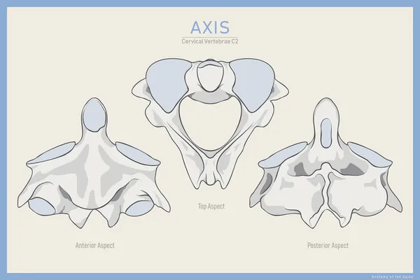 Anatomy Second Cervical Vertebra Axis Anterior Posterior Top View Illustration — Stock Vector