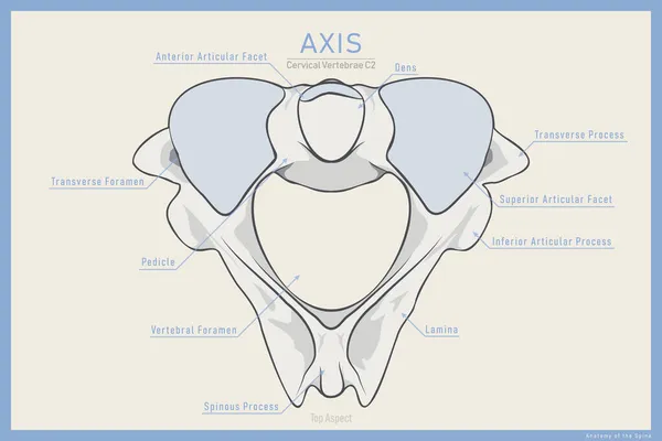Anatomy Second Cervical Vertebra Axis Top View Illustration Education Study — Stock Vector