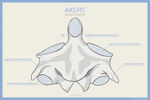 Anatomia Segunda Vertebra Cervical Eixo Vista Anterior Ilustração Para Educação — Vetor de Stock
