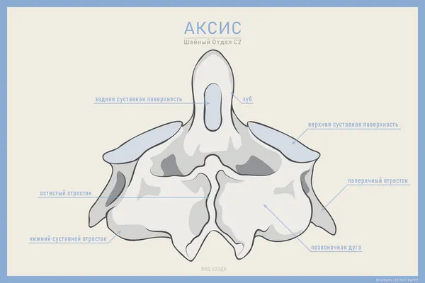 Anatomy Second Cervical Vertebra Axis Posterior View Illustration Education Study — Stock Vector