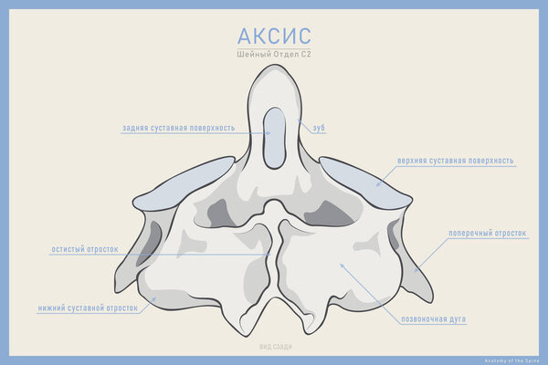 Anatomy of the Second Cervical Vertebra. Axis C2. Posterior View. Illustration for Education or Study. Anatomy in Russian Translation