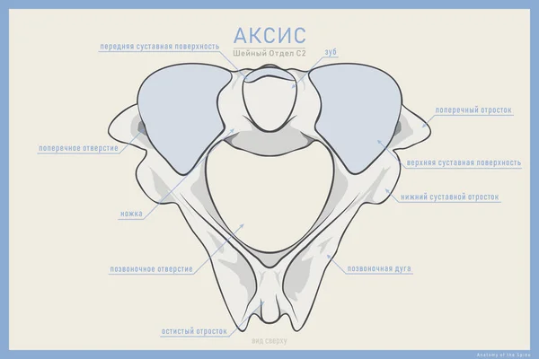 Anatomía Segunda Vértebra Cervical Eje Vista Superior Ilustración Para Educación — Archivo Imágenes Vectoriales