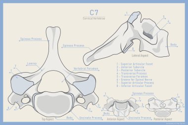 7. Servikal Omurga Anatomisi. Omurga Prominens C7. Anterior, Posterior, Lateral ve Top View. Eğitim veya Eğitim için İllüstrasyon
