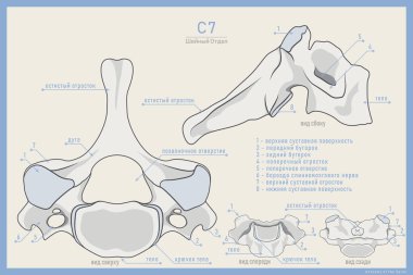 Rusça 7. Servikal Omurga Anatomisi. Omurga Prominens C7. Anterior, Posterior, Lateral ve Top View. Eğitim veya Eğitim için İllüstrasyon. Etiketler Rusça Kemik Parçalarının Bilimsel İsimlerine Çeviriliyor