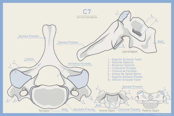 Anatomia Vii Vertebra Cervical Vertebra Prominens Anterior Posterior Lateral Vista — Vetor de Stock