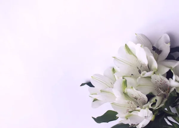 白色背景上的白色斑纹花束 假日的精美节日作文 贺卡的背景 — 图库照片
