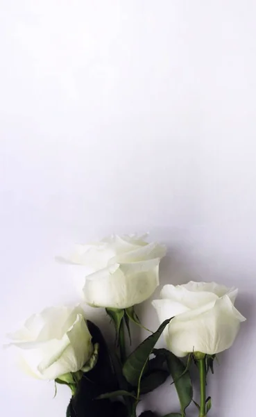 Нежные Цветы Белые Розы — стоковое фото