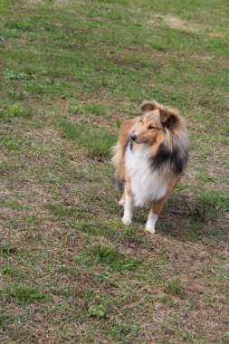 Doğada bir çoban köpeği. Yumuşak tüylü, güzel bir hayvan. Evcil hayvan.