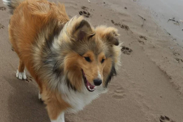 Chien Collie Dans Nature Belle Bête Moelleuse Animal Compagnie — Photo