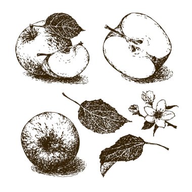 Elle çizilmiş elma resimleri. Çizgiler yaşlanma etkisine sahiptir. Vektör.