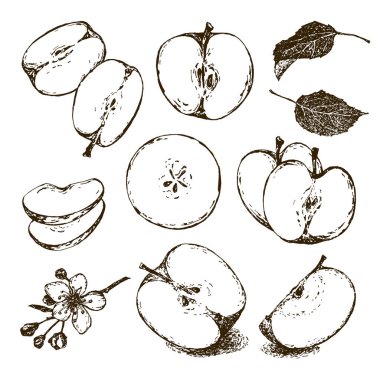 Elle çizilmiş elma resimleri. Çizgiler yaşlanma etkisine sahiptir. Vektör.