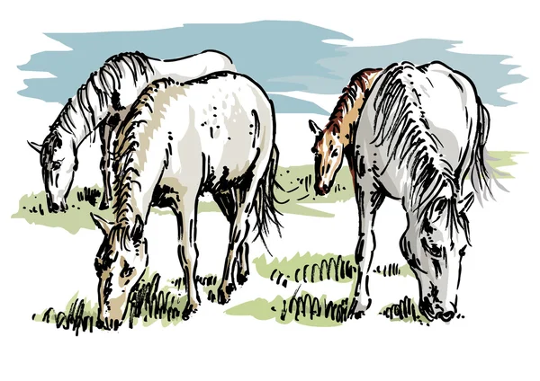 Herd of horses — Stock Vector