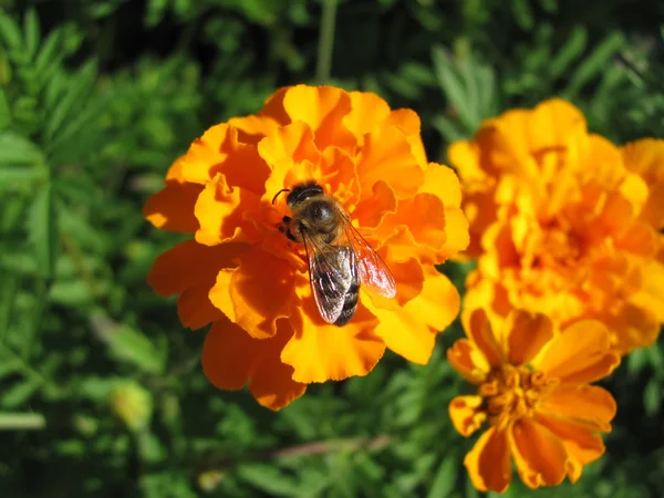 Abeille sur la fleur orange — Photo