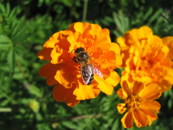 Turuncu Çiçek arıya - Stok İmaj