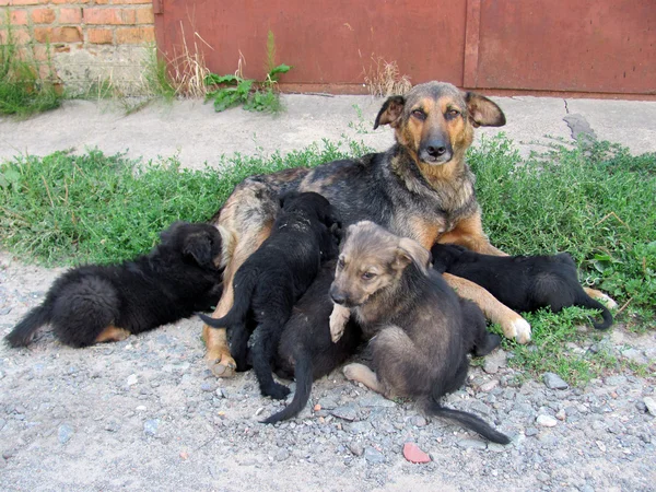 Köpek yavruları sağım Telifsiz Stok Imajlar