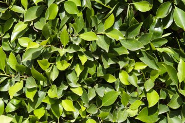 yaprak yeşil duvar arka plan