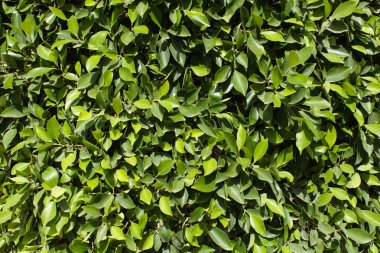 yaprak yeşil duvar arka plan