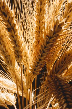 Sarı kulaklı çavdar, koyu bir arka planda yakın plan. Arka planda bir buket olgun çavdar viskisi. Doğanın insana armağanları.