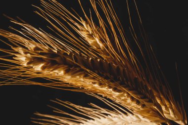 Sarı kulaklı çavdar, koyu bir arka planda yakın plan. Arka planda bir buket olgun çavdar viskisi. Doğanın insana armağanları.