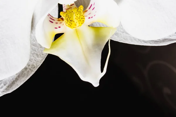 Flor Orquídea Blanca Cerca Sobre Fondo Oscuro Regalo Para San — Foto de Stock